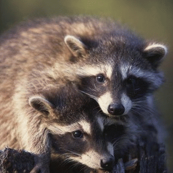 Sloth (USA-2) : Let's Cuddle After Eating a Frozen Treat!